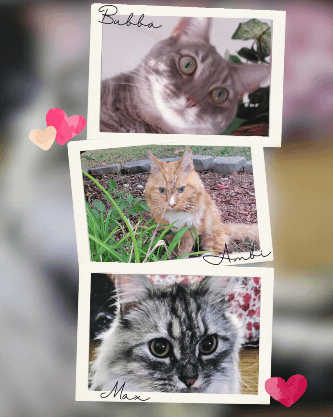bubba-ambi-max